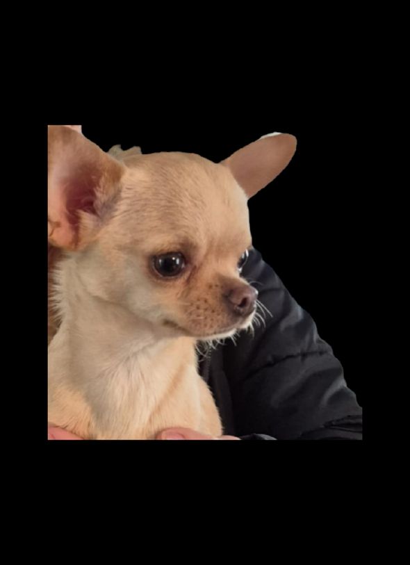 Valeria De L'Hacienda Del Perro