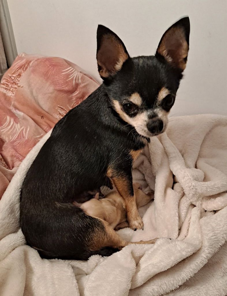 O'carlita De L'Hacienda Del Perro