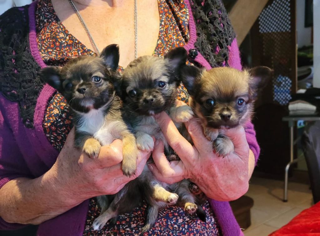2 chiots mâles disponibles