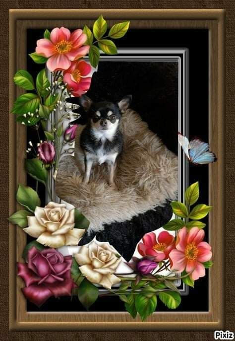 Chiens de l'hacienda del perro